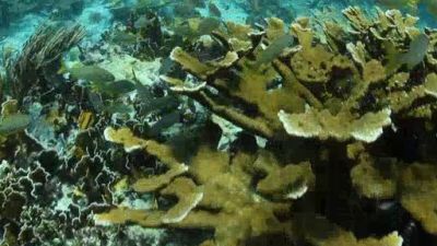 Ocean Mysteries Season 3 Episode 11