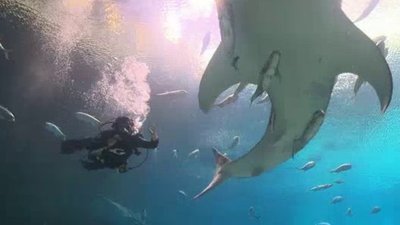 Ocean Mysteries Season 1 Episode 4
