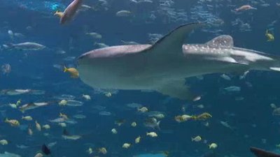 Ocean Mysteries Season 1 Episode 7