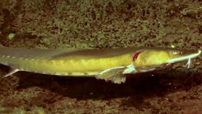 Ocean Mysteries Season 2 Episode 18