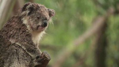 Ocean Mysteries Season 3 Episode 23