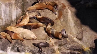 Ocean Mysteries Season 2 Episode 3