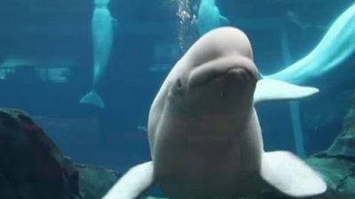 Ocean Mysteries Season 3 Episode 14