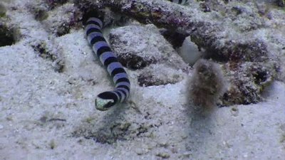 Ocean Mysteries Season 3 Episode 26