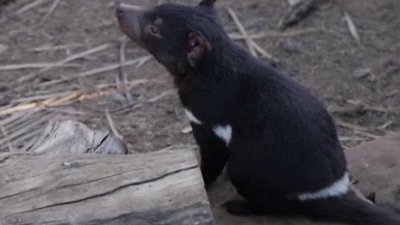 Ocean Mysteries Season 4 Episode 2