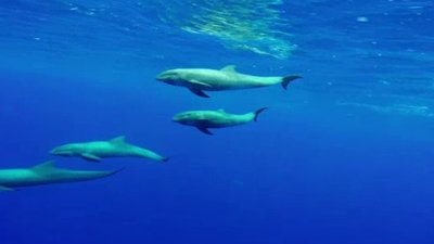 Ocean Mysteries Season 4 Episode 3