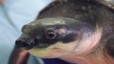 Ocean Mysteries Season 4 Episode 4