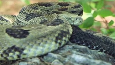 Ocean Mysteries Season 4 Episode 6