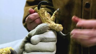 Ocean Mysteries Season 4 Episode 8