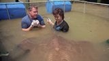 Giant Stingrays of the Mae Klong River