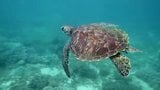 Sea Turtles in Phuket