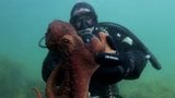 Giant Pacific Octopus in Prince William Sound