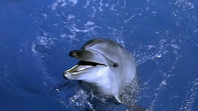 Flipper Season 2 Episode 1