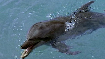 Flipper Season 3 Episode 8