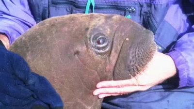 Sea Rescue Season 2 Episode 26