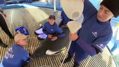 Sea Rescue Season 5 Episode 2