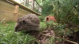 Hedgehogs