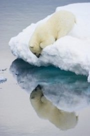 Polar Bears: Edge of Existence