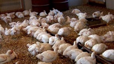 Barefoot Contessa Season 13 Episode 15