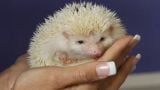 Hedgehog