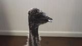 Emu