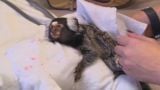 Marmoset