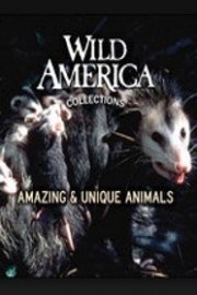 Wild America: Amazing and Unique Animals
