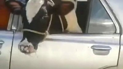 Que Jalada Season 1 Episode 77