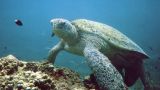 Penyu Penyu - Las Tortugas del Mar de Celebes