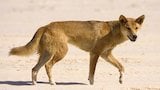 Deadly Dingo