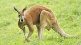 Killer Kangaroo