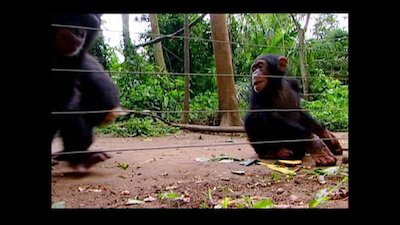 Going Ape Season 2 Episode 3