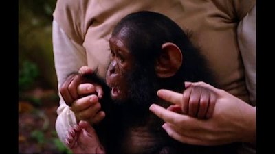 Going Ape Season 2 Episode 4