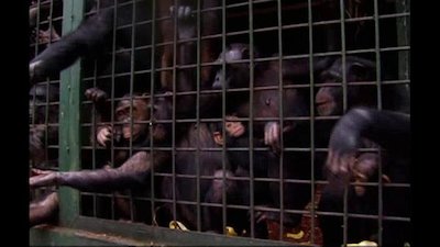 Going Ape Season 2 Episode 5