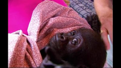 Going Ape Season 2 Episode 6