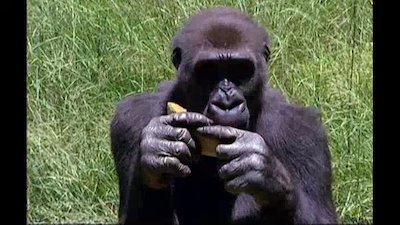 Going Ape Season 2 Episode 7