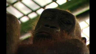Going Ape Season 2 Episode 9