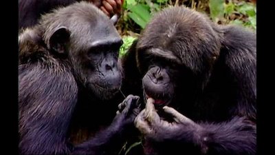 Going Ape Season 2 Episode 10