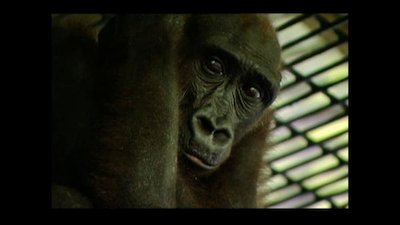 Going Ape Season 2 Episode 11