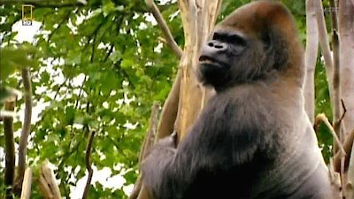 Going Ape Season 1 Episode 1