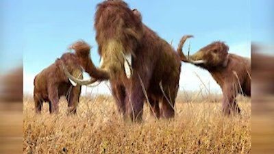 Treehouse Masters Season 7 Episode 8