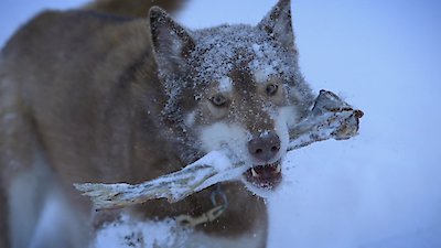 Life Below Zero Season 19 Episode 9