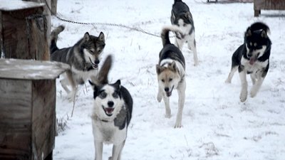 Life Below Zero Season 3 Episode 5