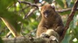 Martin Clunes: Last Lemur Standing