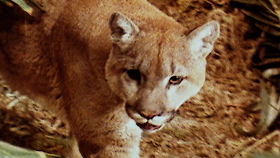 Swiss Family Robinson Season 1 Episode 4