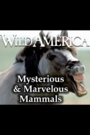 Wild America: Mysterious & Marvelous Mammals Collection
