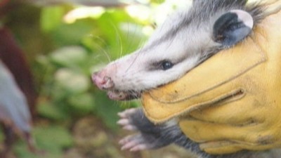 The Animal Extractors Season 1 Episode 10