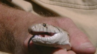 The Animal Extractors Season 1 Episode 8