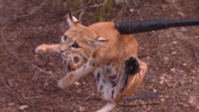 The Animal Extractors Season 1 Episode 2