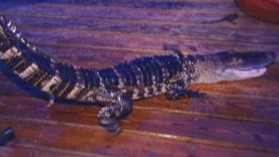 The Animal Extractors Season 1 Episode 5